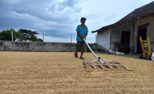 Turun Harga, Gabah Kering di Tingkat Petani Dijual Rp5.553/Kg pada Juni