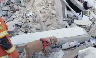 Tiba di Turki, 2 Anjing K9 Mabes Polri Langsung Cari Korban Gempa