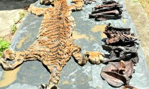 Dijerat Dijagal Diawetkan, Perjalanan Opsetan Kulit Harimau Langka