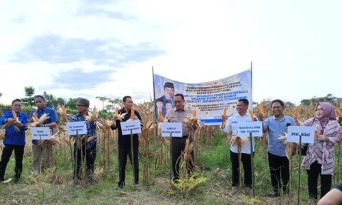 Pakai Pupuk Organik, Petani Jagung Gorontalo Raup Cuan 5 Kali Lipat