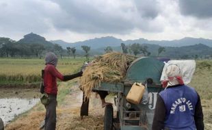 DPRD Wonogiri Sebut Batas Atas Harga Gabah Terlalu Murah, Idealnya Rp5.000/Kg