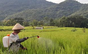 Tertinggi dalam Sejarah, Harga Gabah dari Petani di Wonogiri Capai Rp6.500/Kg