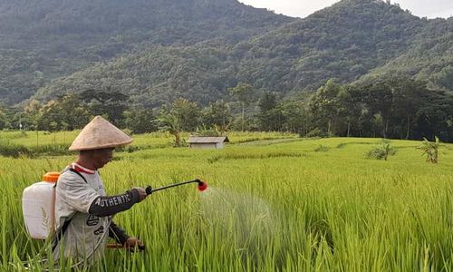 Tertinggi dalam Sejarah, Harga Gabah dari Petani di Wonogiri Capai Rp6.500/Kg