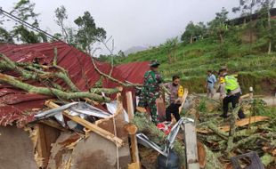 Brukk! Pohon Tua Ambruk Timpa Warung Timur Jembatan Gantung di Girpasang Klaten