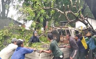 Brukk! 3 Pohon di Kudus Tumbang, Timpa Mobil dan Toko