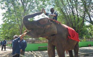 Punya 2 Gajah Baru, Ini Harga Tiket Masuk Semarang Zoo