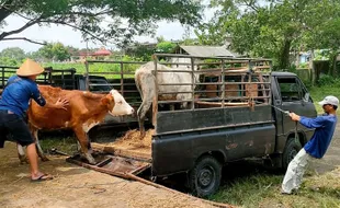 Waduh, Gegara Penyakit Lato-Lato, Harga Jual Sapi di Gunungkidul Turun Drastis