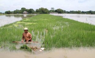 Ratusan Hektare Sawah Klaten Terendam Banjir Luapan Sungai, Terluas di Cawas