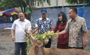 Legislator Solo Pastikan Kondisi Rusa Sriwedari Sehat dan Gemuk