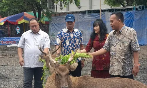 Legislator Solo Pastikan Kondisi Rusa Sriwedari Sehat dan Gemuk