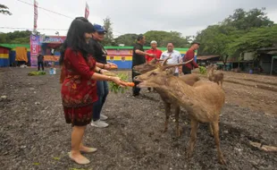 Tim BKSDA Jateng Cek Kesehatan 27 Ekor Rusa di Sriwedari Solo, Ini Hasilnya