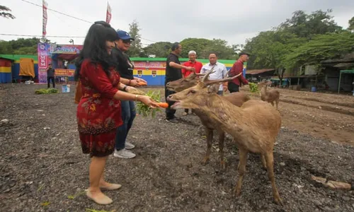 Tim BKSDA Jateng Cek Kesehatan 27 Ekor Rusa di Sriwedari Solo, Ini Hasilnya