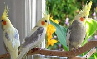 Cara Merawat Burung Cockatiel Si Parkit Australia