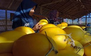 Peluang Cuan! Omzet Petani Muda Wonogiri Tembus Rp200 Juta Per 2 Bulan