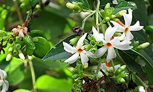 Menengok Keistimewaan Bunga Srigading yang Jadi Maskot Kabupaten Pemalang