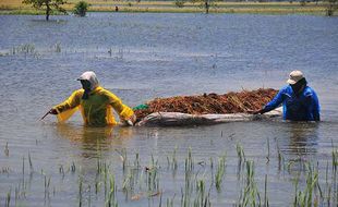 Terdampak Banjir, Ribuan Hektare Sawah di Kudus Gagal Panen