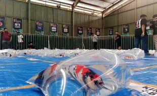 Kontes Perdana di Salatiga, 854 Ikan Koi Saling Beradu Kecantikan dan Kualitas