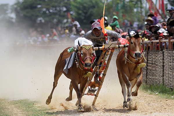 Karapan Sapi Madura, Warisan Budaya yang Jadi Ajang Prestise