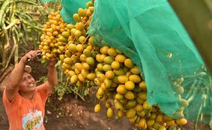 Intip Kebun Kurma di Karo Sumut, Miliki Rasa Sama dengan Kurma Madinah