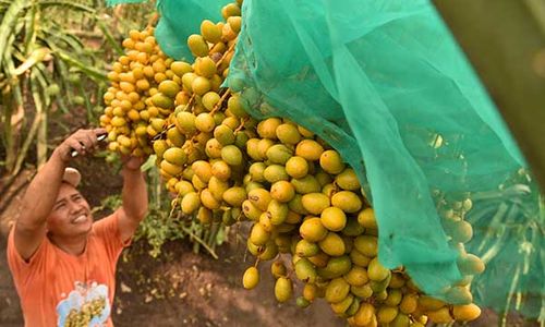 Intip Kebun Kurma di Karo Sumut, Miliki Rasa Sama dengan Kurma Madinah