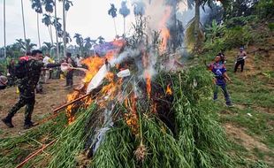 Dulu Jadi Bahan Obat dan Masakan, Kini Ganja Aceh Kembali Dimusnahkan