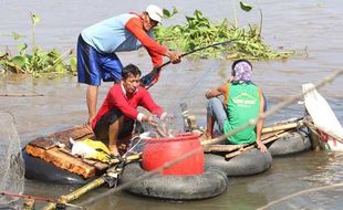 Musim Pladu, Warga Kediri Panen Ikan Mabuk di Sungai Brantas