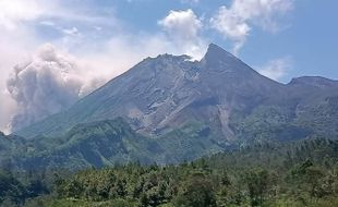 Beredar Kabar Ada Macan di Gunung Merapi, tapi Tak Pernah Terpantau Camera Trap