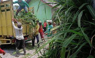 Kementan Kirim Bantuan Rumput ke Peternak Terdampak Erupsi Merapi di Magelang