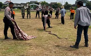 Bekali Kemampuan, Anggota Polisi-TNI Sukoharjo Dilatih Atasi Ular Liar