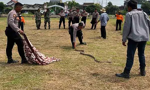 Bekali Kemampuan, Anggota Polisi-TNI Sukoharjo Dilatih Atasi Ular Liar