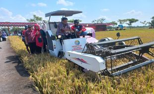 Dukung Panen Padi Nusantara, Wabup Klaten Jajal Combine Harvester di Cawas