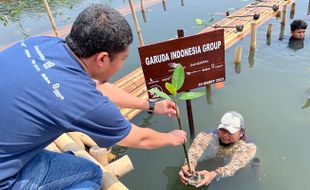 Garuda Gandeng Jejakin Kurangi Emisi Karbon, Tanam 3.000 Mangrove di Jakarta