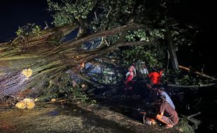 Pohon Tumbang Timpa 3 Ruko & 4 Kendaraan di Sambi Boyolali, Kerugian Rp500 Juta