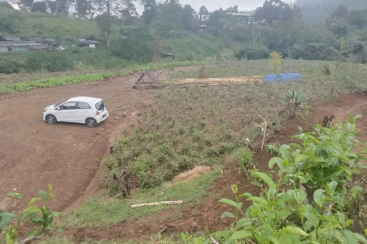 Kebun Teh Kemuning Pernah Jadi Rebutan Tentara Indonesia dan Swasta Belanda