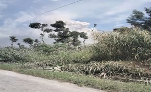 Pakan Ternak Terkena Abu Vulkanik Merapi, Warga Tlogolele Boyolali Buka Donasi