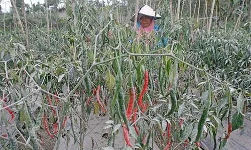 Ribuan Hektare Lahan Pertanian di Magelang Terdampak Abu Vulkanis Gunung Merapi