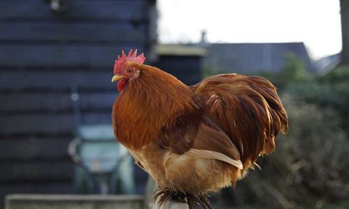 17 Wisatawan Mancanegara Protes Suara Kokok Ayam, Ini Respons Dispar Bali