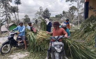 Merapi Meletus, Produktivitas Ternak di Jateng Terancam Turun