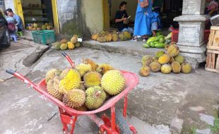 Panen Cuan di Musim Durian Klaten, Omzet Pedagang Bisa Tembus Rp80 Juta Sehari