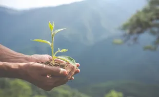 Food Estate: Pangan Berlimpah, Harga Murah, tapi Tak Ramah Lingkungan