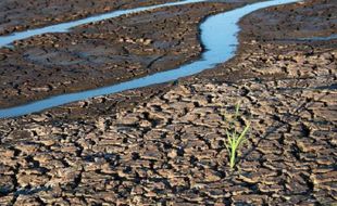 Perhatian untuk Petani, Ini Langkah Kementan Antisipasi Dampak El Nino