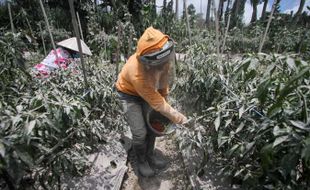 Abu Erupsi Merapi Masih Numpuk, Warga 3 Desa di Boyolali Berharap Hujan Buatan