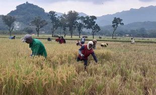 Harga Gabah Hanya Rp4.000-an per Kg, Petani Wonogiri Tunda Jual Hasil Panen