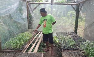 Diyakini Lebih Menguntungkan, Petani Batuwarno Wonogiri Beralih Tanam Kolektif