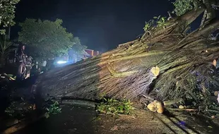 Perhatian! Jalan Sambi-Simo Boyolali Ditutup Sementara gegara Pohon Tumbang