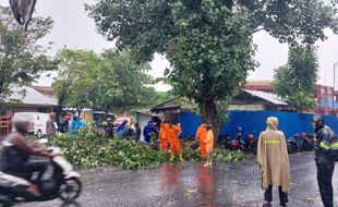 Pohon Ambruk Timpa Sepeda Motor di Depan IKM Mebel Gilingan Solo