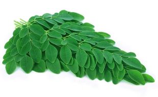 Daun Kelor Dijuluki Superfood, Ini Penyebabnya