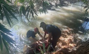 Kabur dari Kandang, Sapi Betina Milik Warga Cawas Klaten Tercebur ke Sungai