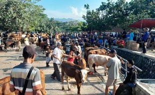 Walah! Jelang Ramadan, Harga Sapi di Wonogiri Malah Anjlok sampai Rp5 Juta/Ekor