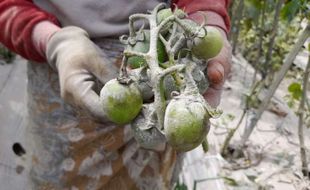 Sedihnya Petani Tlogolele Boyolali, Gagal Panen Sayur gegara Hujan Abu Merapi